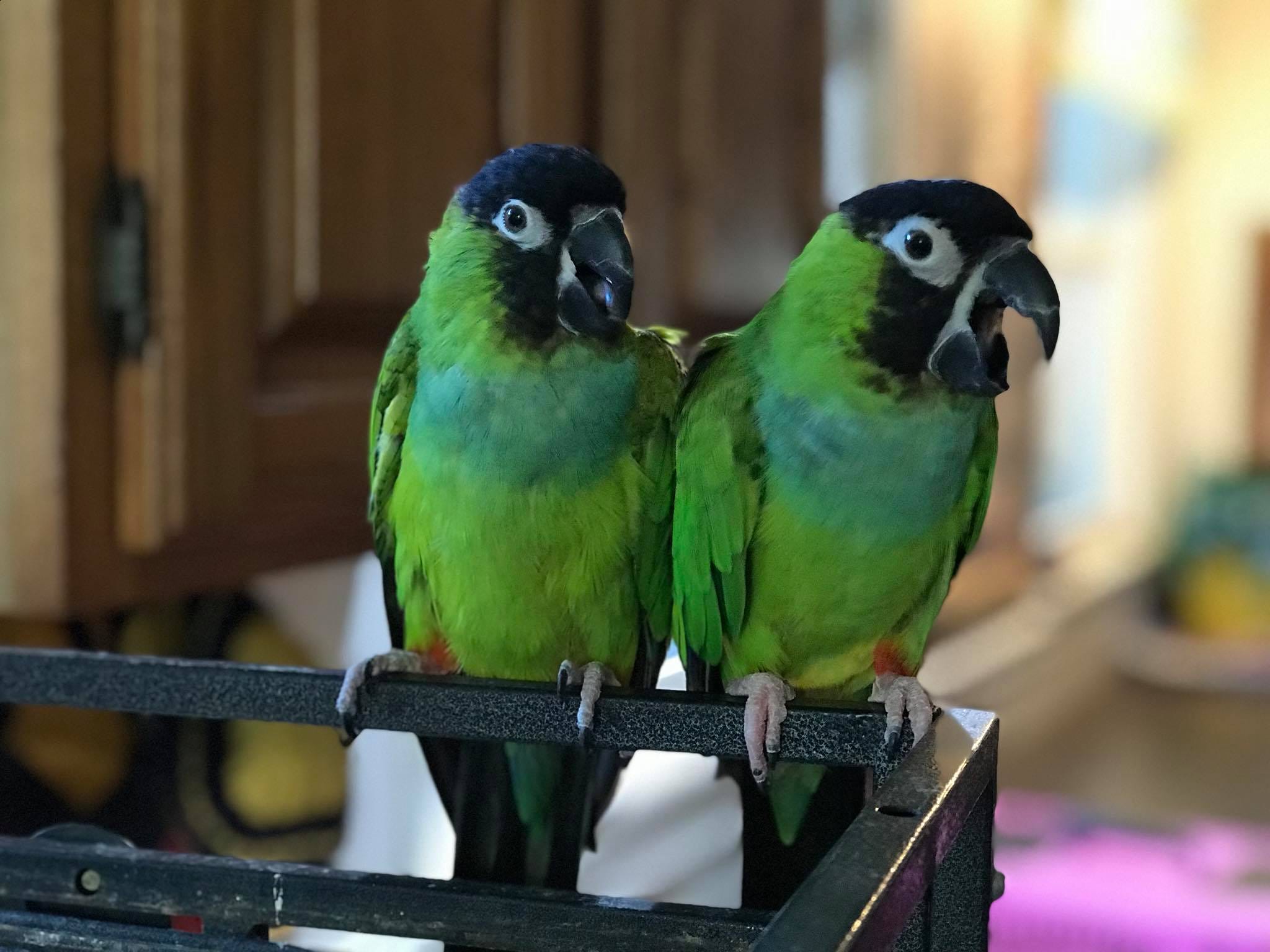 animal rescue near me for birds